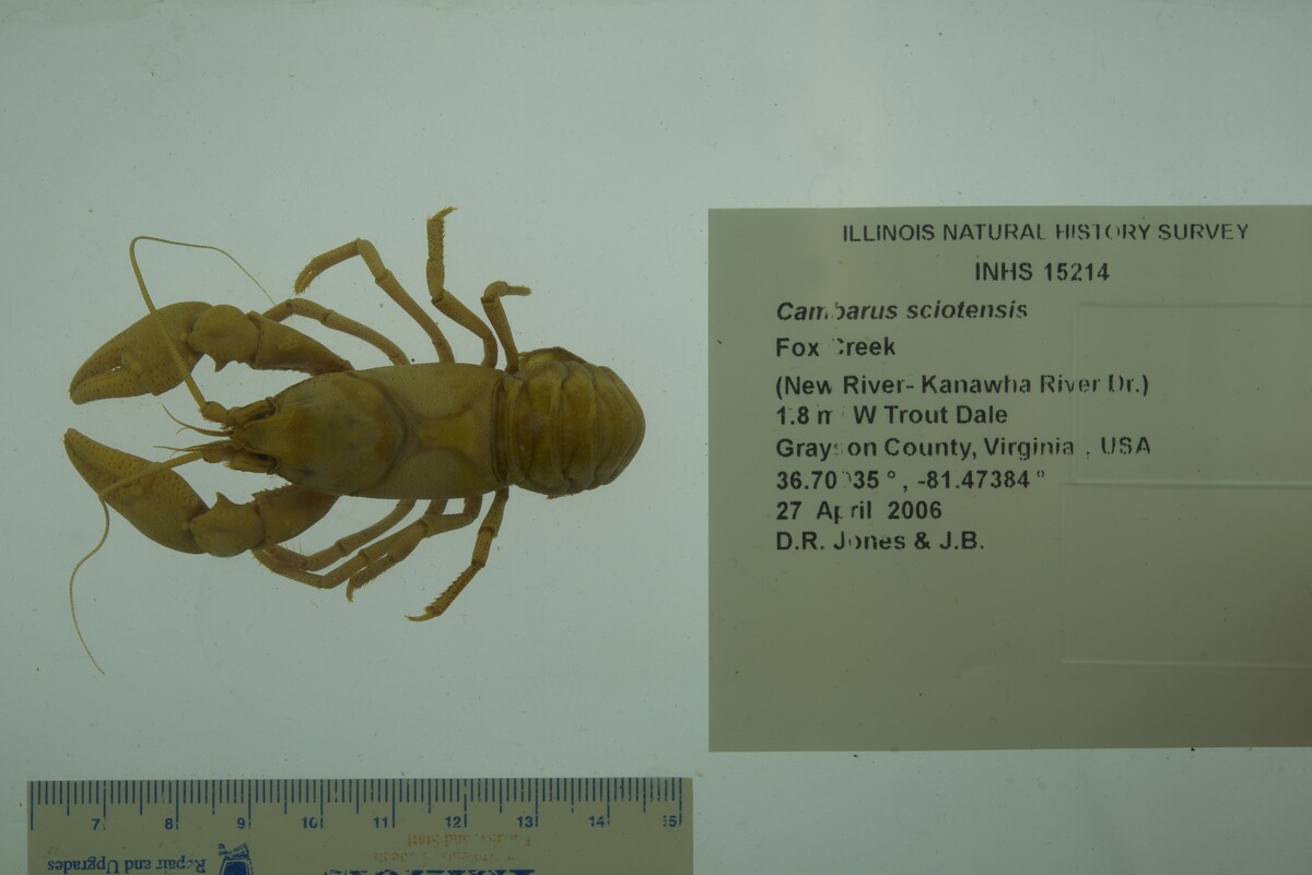 Cambarus sciotensis image
